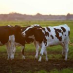 ketose bij dieren