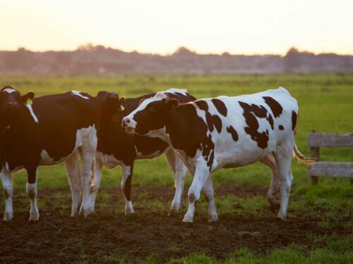 Kan je ketose ook testen bij dieren?