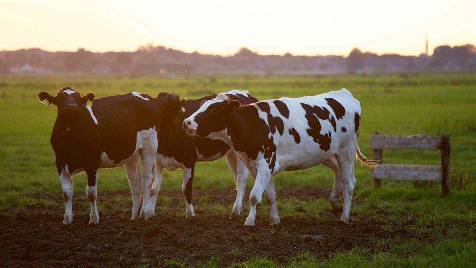 ketose bij dieren